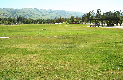 公園の芝生